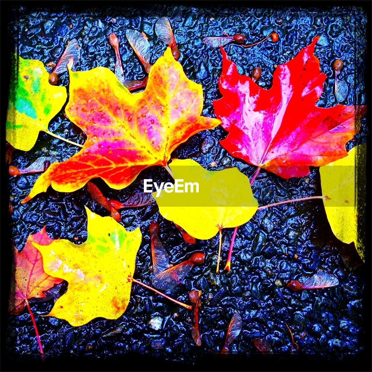 Close-up of autumnal leaves on ground