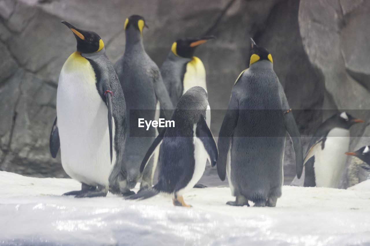 High angle view of penguins on snow covered land