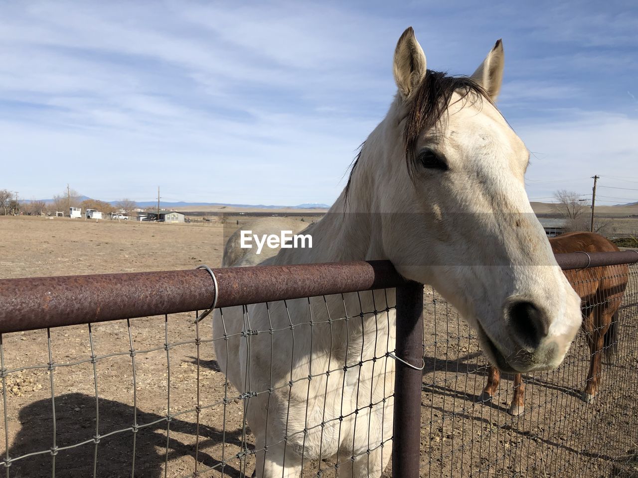 Horse in ranch