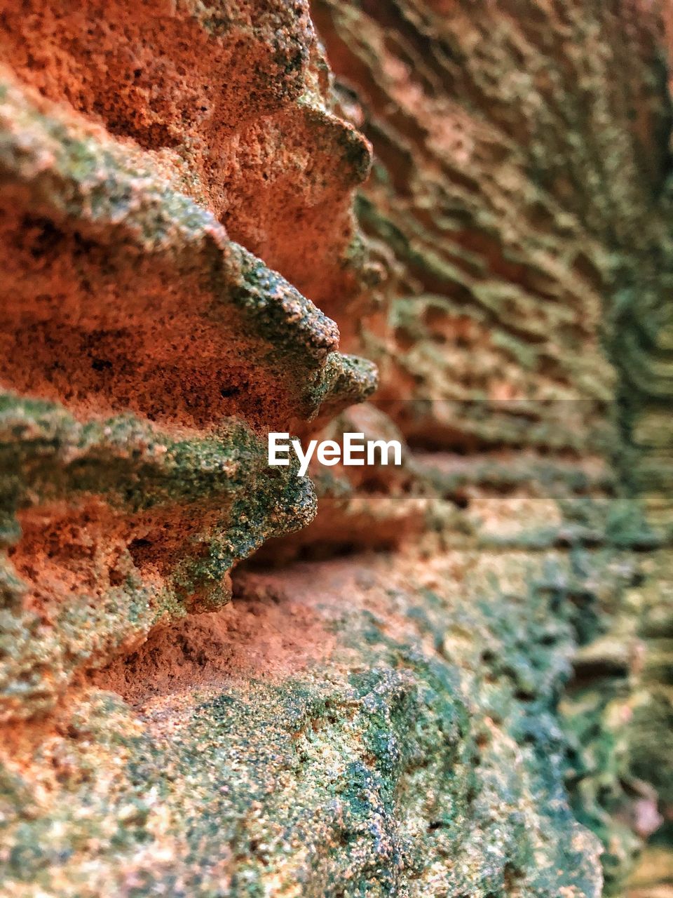 Close-up of moss on rock