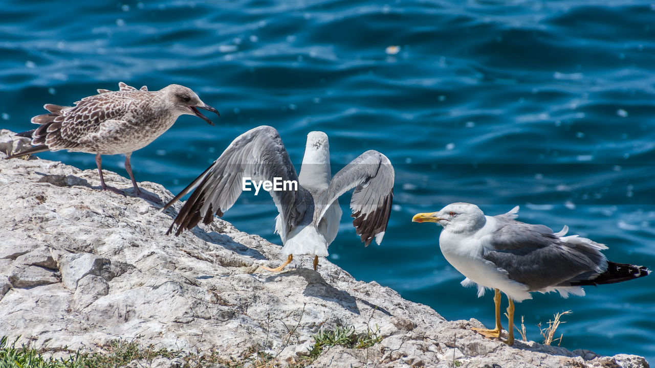 CLOSE-UP OF SEAGULLS ON ROCK BY LAKE