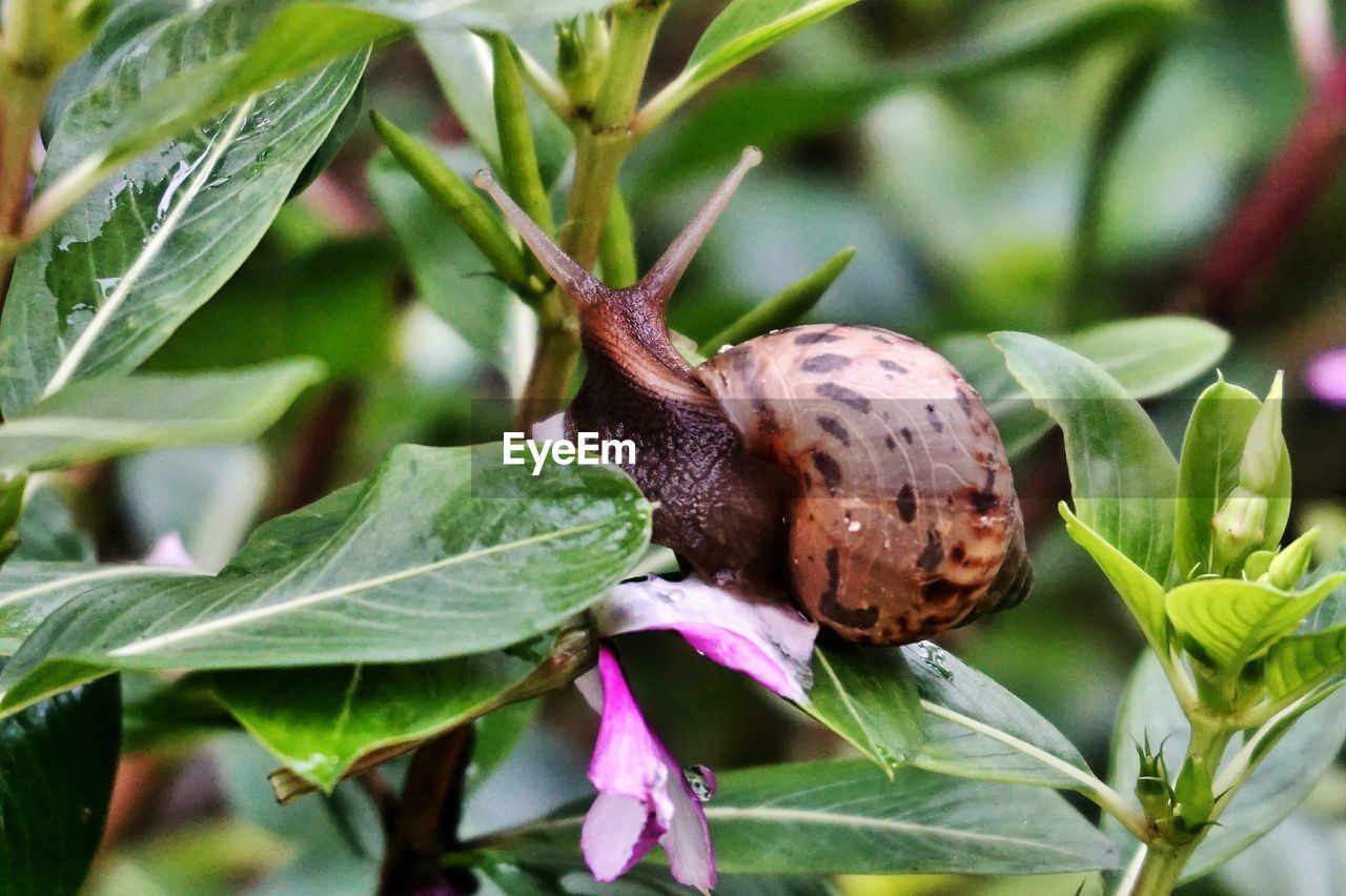 Close-up of snail on plant