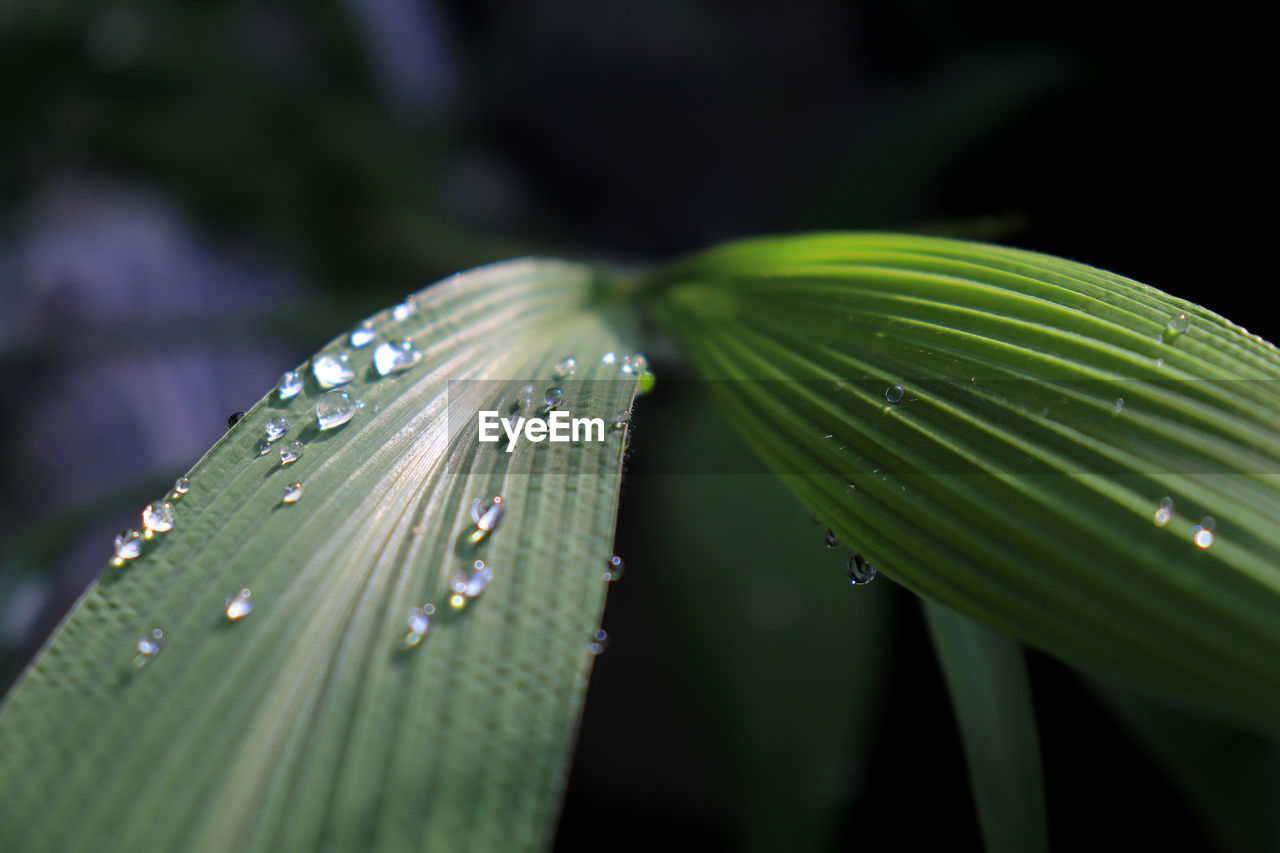 Close-up of raindrops on leaves