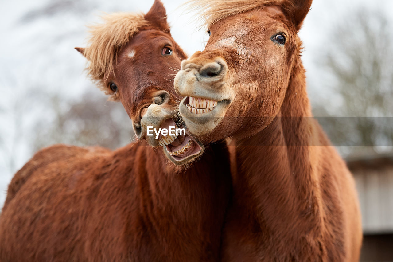 CLOSE-UP OF HORSES