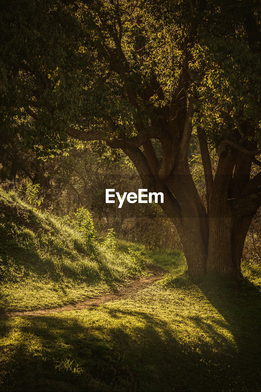 Tree on field