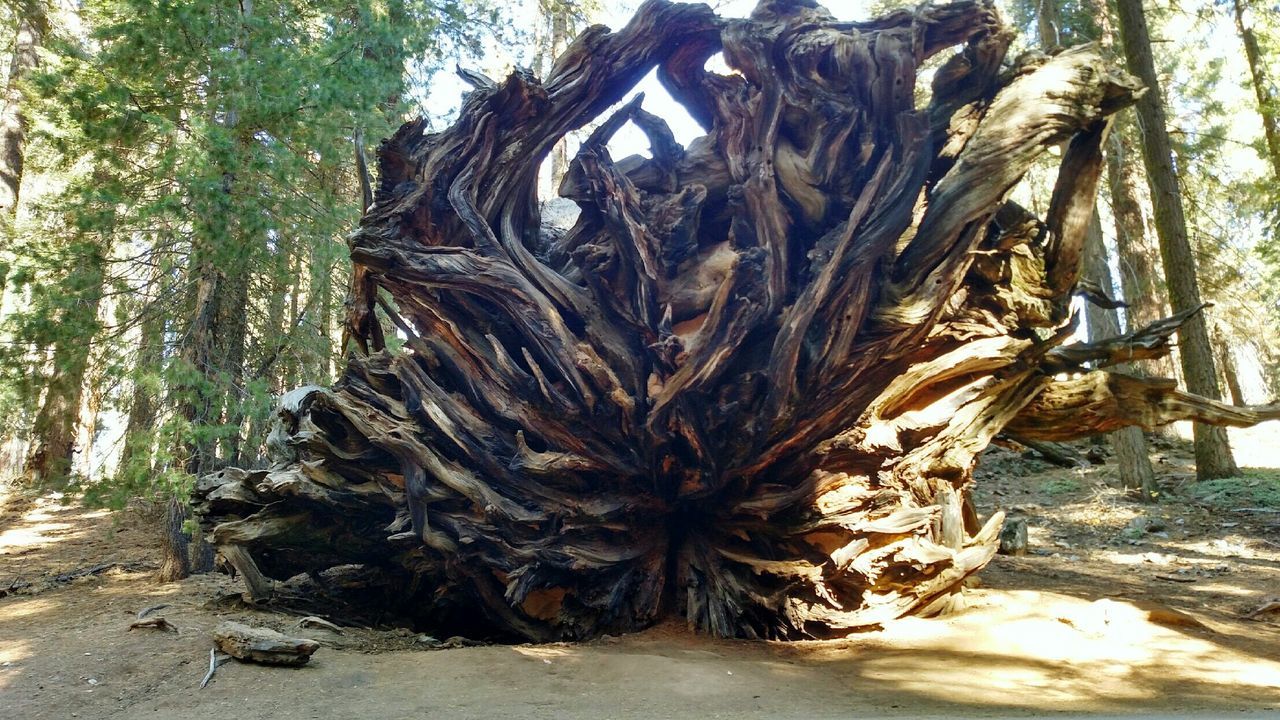 CLOSE-UP OF TREE TRUNK