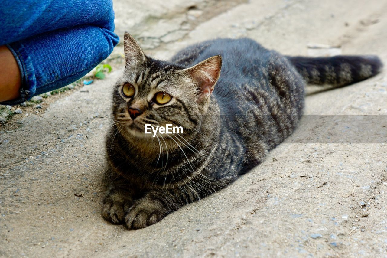 PORTRAIT OF CAT RELAXING ON FLOOR