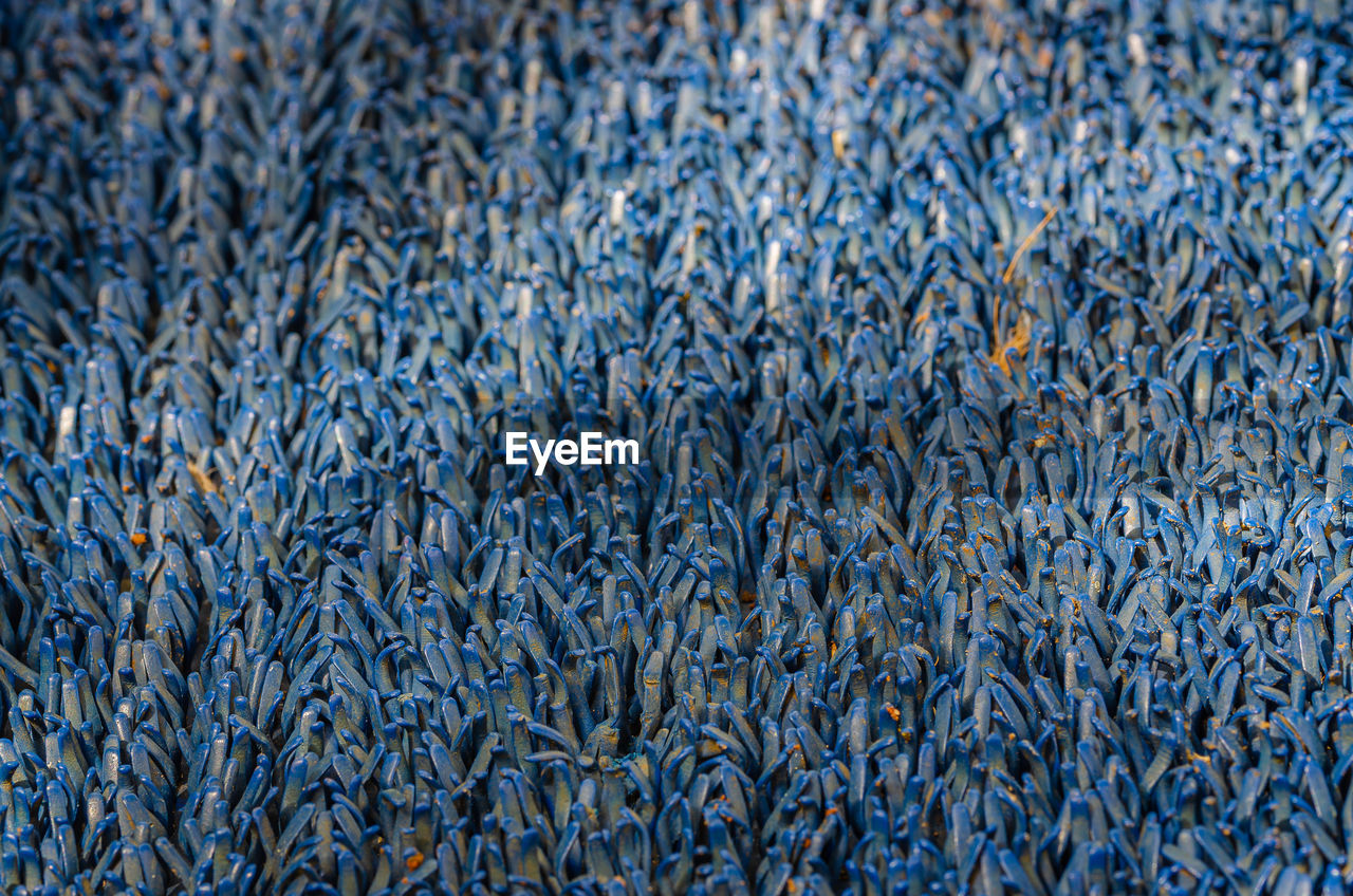 CLOSE-UP OF PLANTS AGAINST BLUE SKY