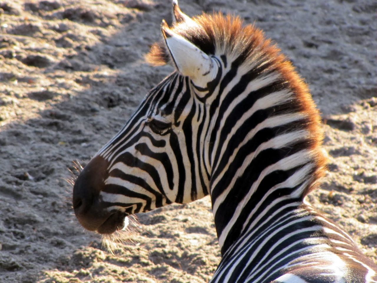 High angle view of zebra