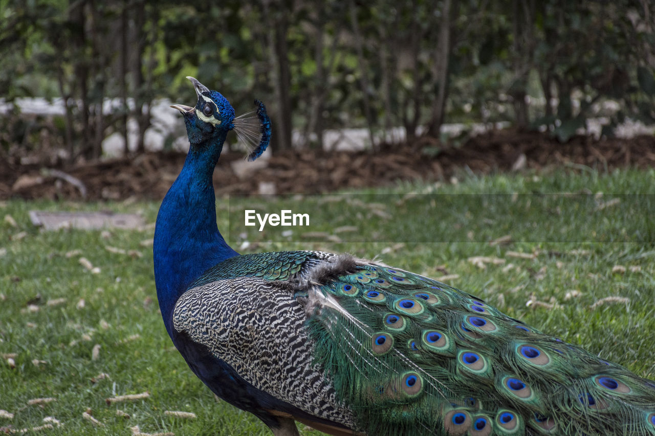 PEACOCK IN BLUE FIELD