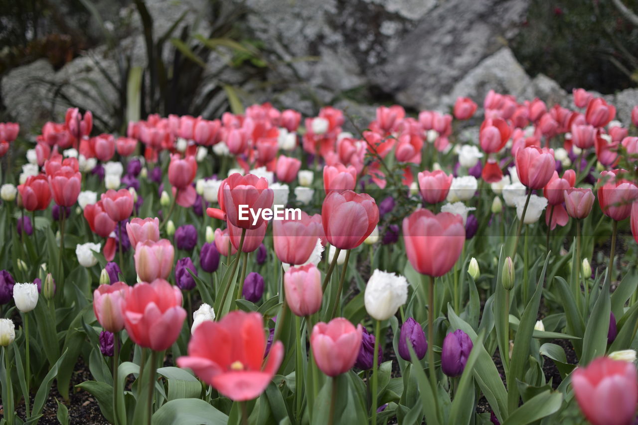 Close-up of pink tulips blooming on field