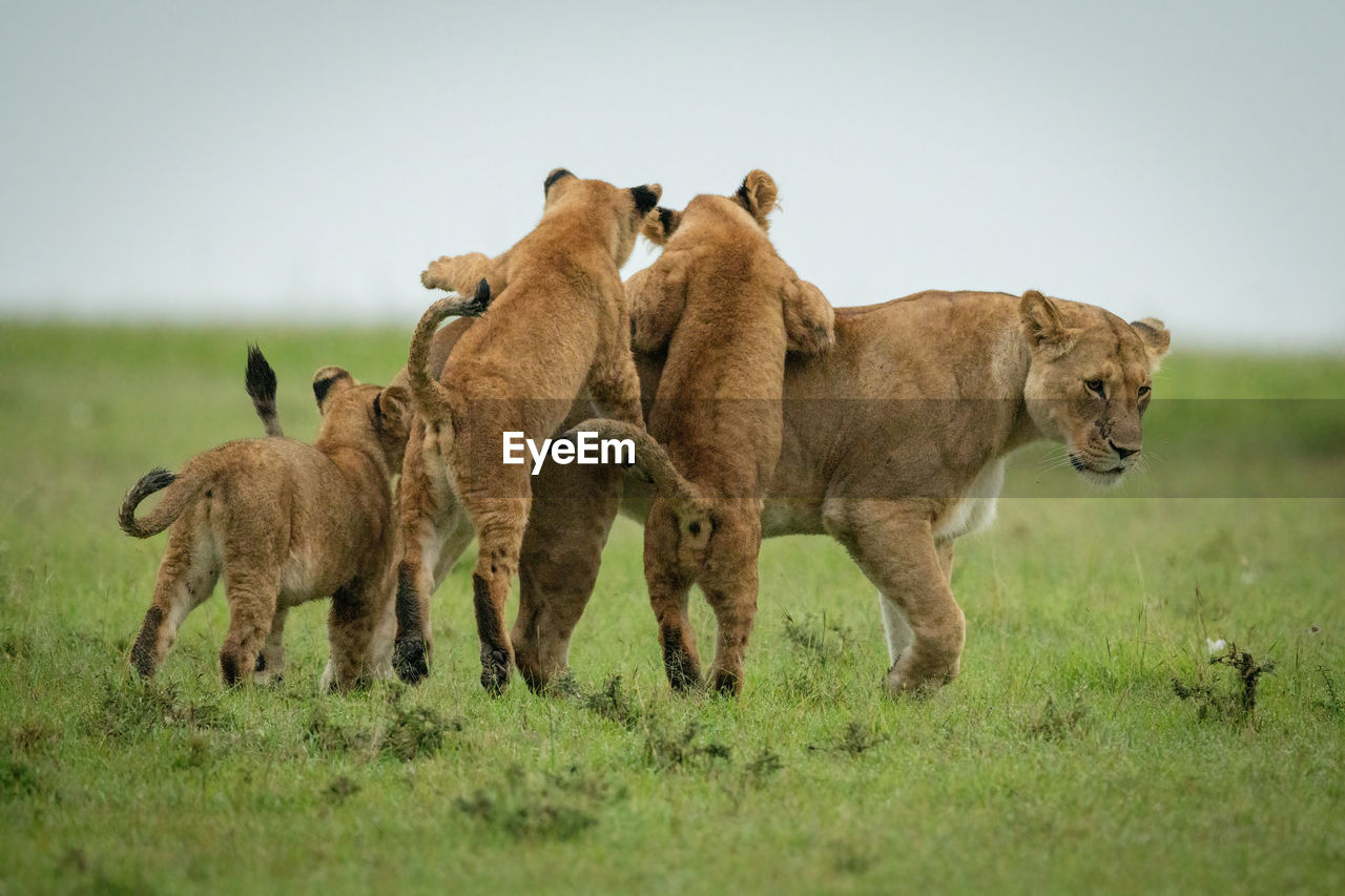 Cubs play fight with lioness crossing grass