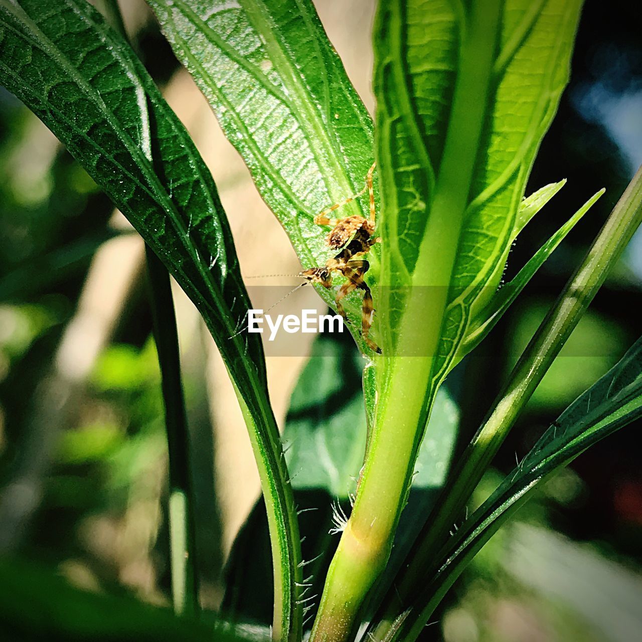 CLOSE-UP OF GRASSHOPPER ON LEAF