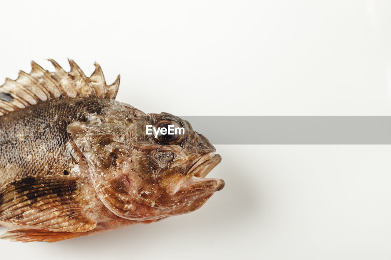 High angle view of dead scorpionfish on white background