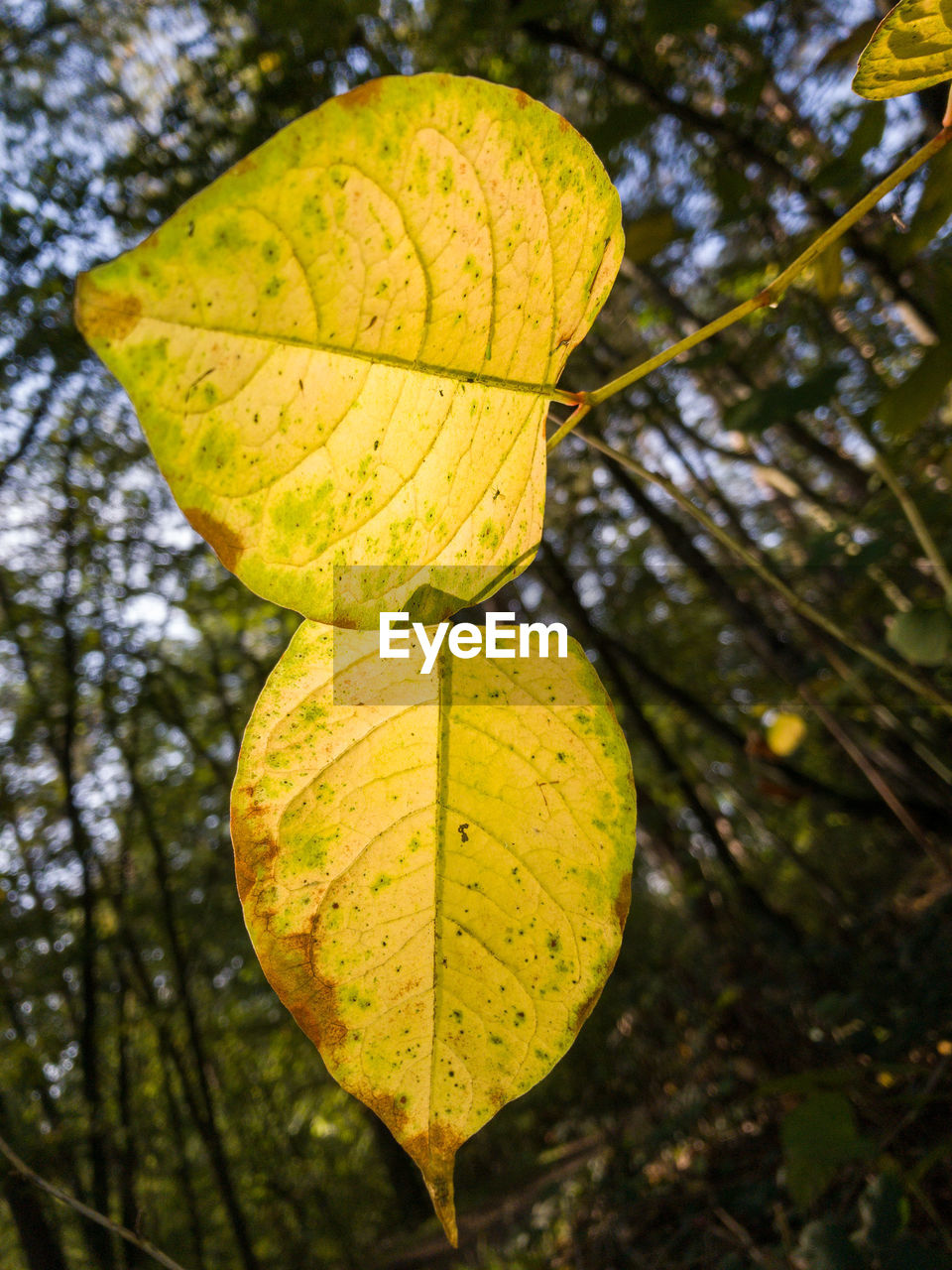 CLOSE-UP OF YELLOW LEAVES ON BRANCH