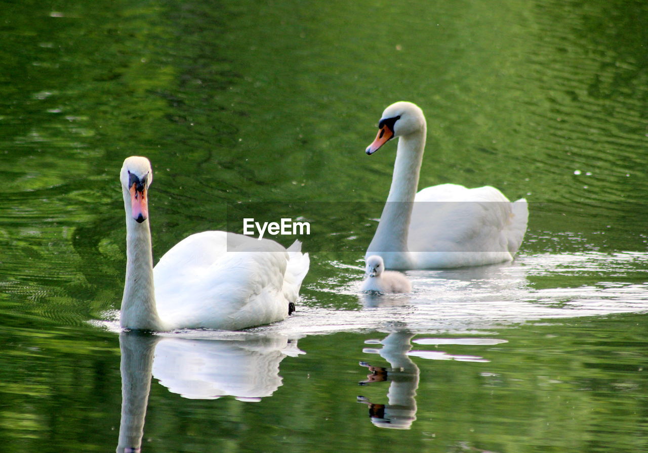 SWAN FLOATING ON LAKE