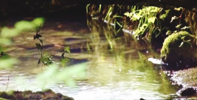 PLANT IN WATER