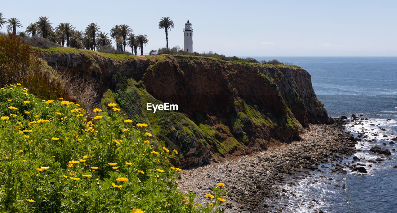 Point vicente lighthouse with flowers in the foreground