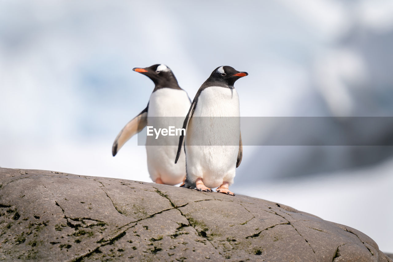 bird, animal themes, animal, animal wildlife, wildlife, beak, penguin, nature, group of animals, rock, full length, close-up, no people, cold temperature, snow, outdoors, togetherness, day, two animals, winter, focus on foreground, standing, environment, beauty in nature, water, front view, sky, travel destinations, king penguin, sea