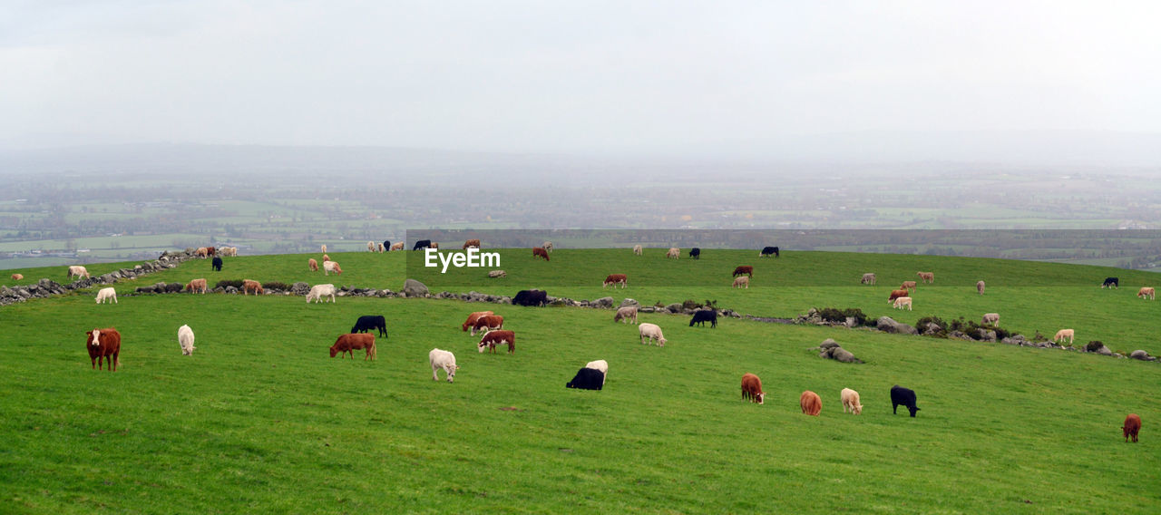 Herd of cattle grazing on a hill