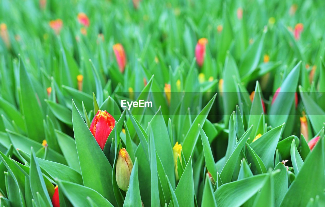 grass, plant, green, growth, beauty in nature, flower, lawn, nature, leaf, plant part, close-up, land, field, no people, flowering plant, red, freshness, day, outdoors, focus on foreground, full frame, environment, backgrounds, fragility, plant stem, springtime