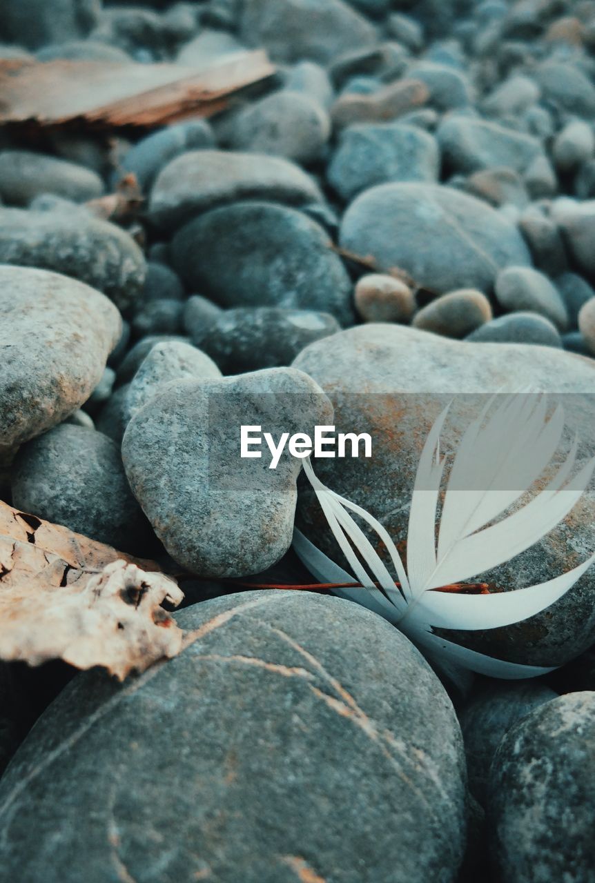 Close-up of feather on stones