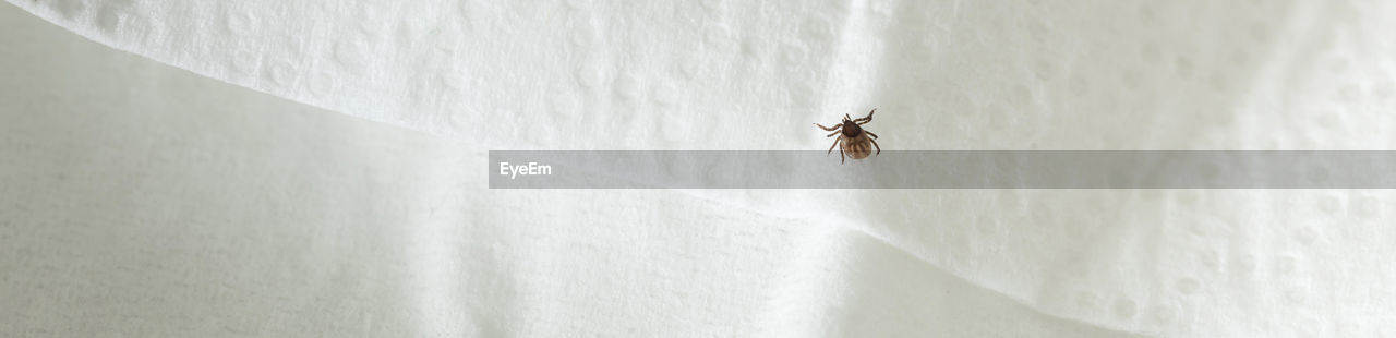 CLOSE-UP OF FLY AGAINST WALL