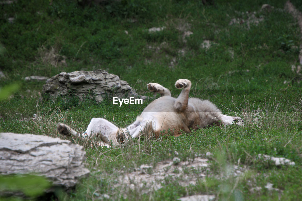 VIEW OF SHEEP ON GROUND