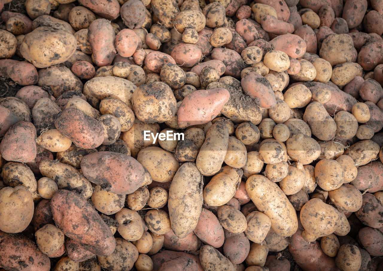 A raw potatoes with dirt naturalistic coloured