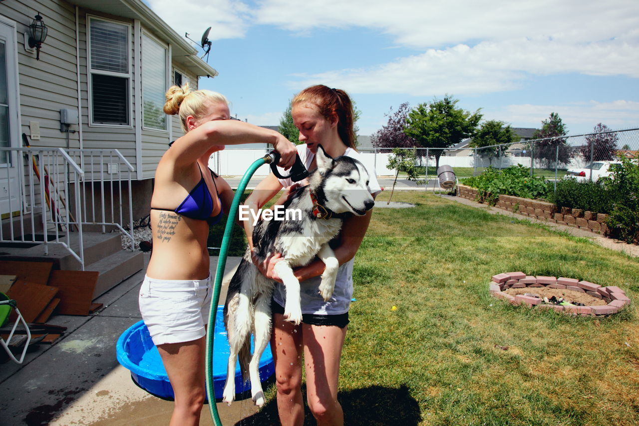 Siblings bathing siberian husky in back yard