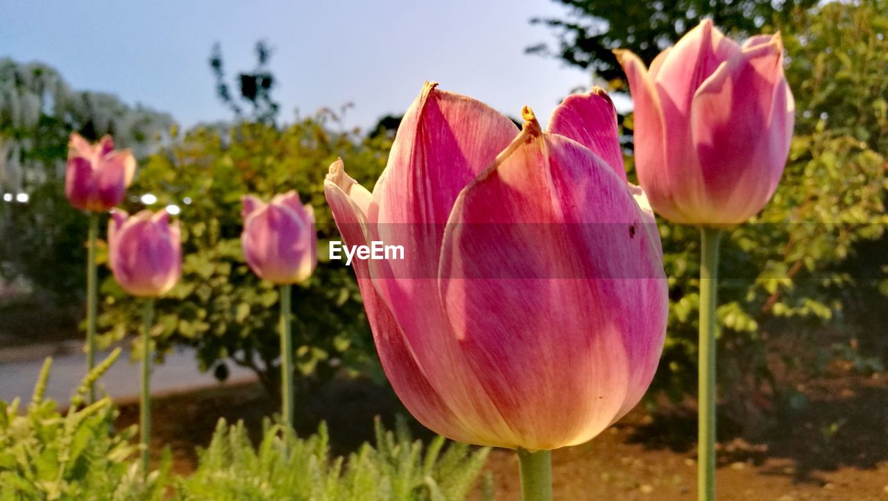 Close-up of pink flowers blooming outdoors