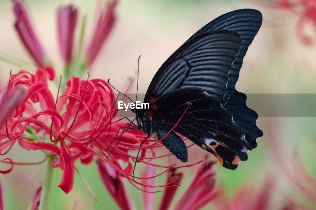 CLOSE-UP OF BUTTERFLY ON RED FLOWER