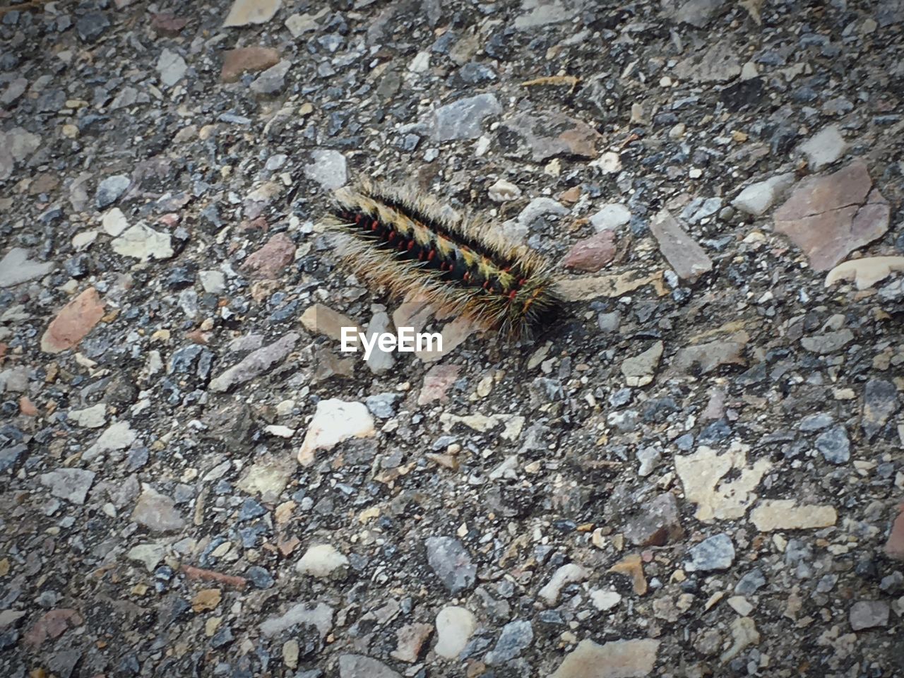 HIGH ANGLE VIEW OF CATERPILLAR ON ROCK