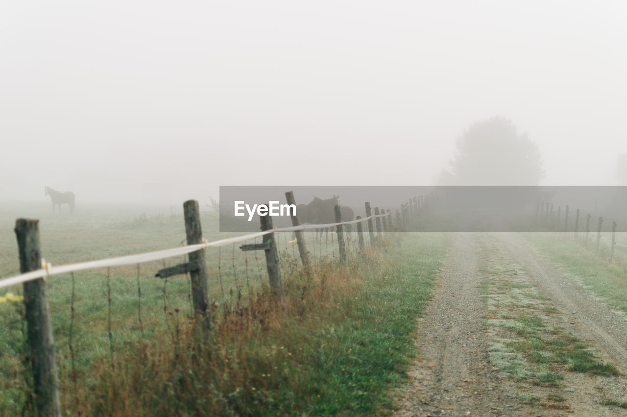 Fog in field