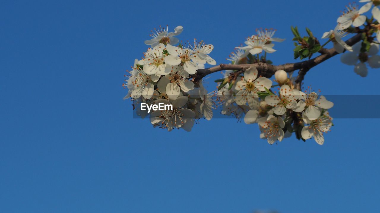 LOW ANGLE VIEW OF CHERRY BLOSSOMS AGAINST CLEAR BLUE SKY