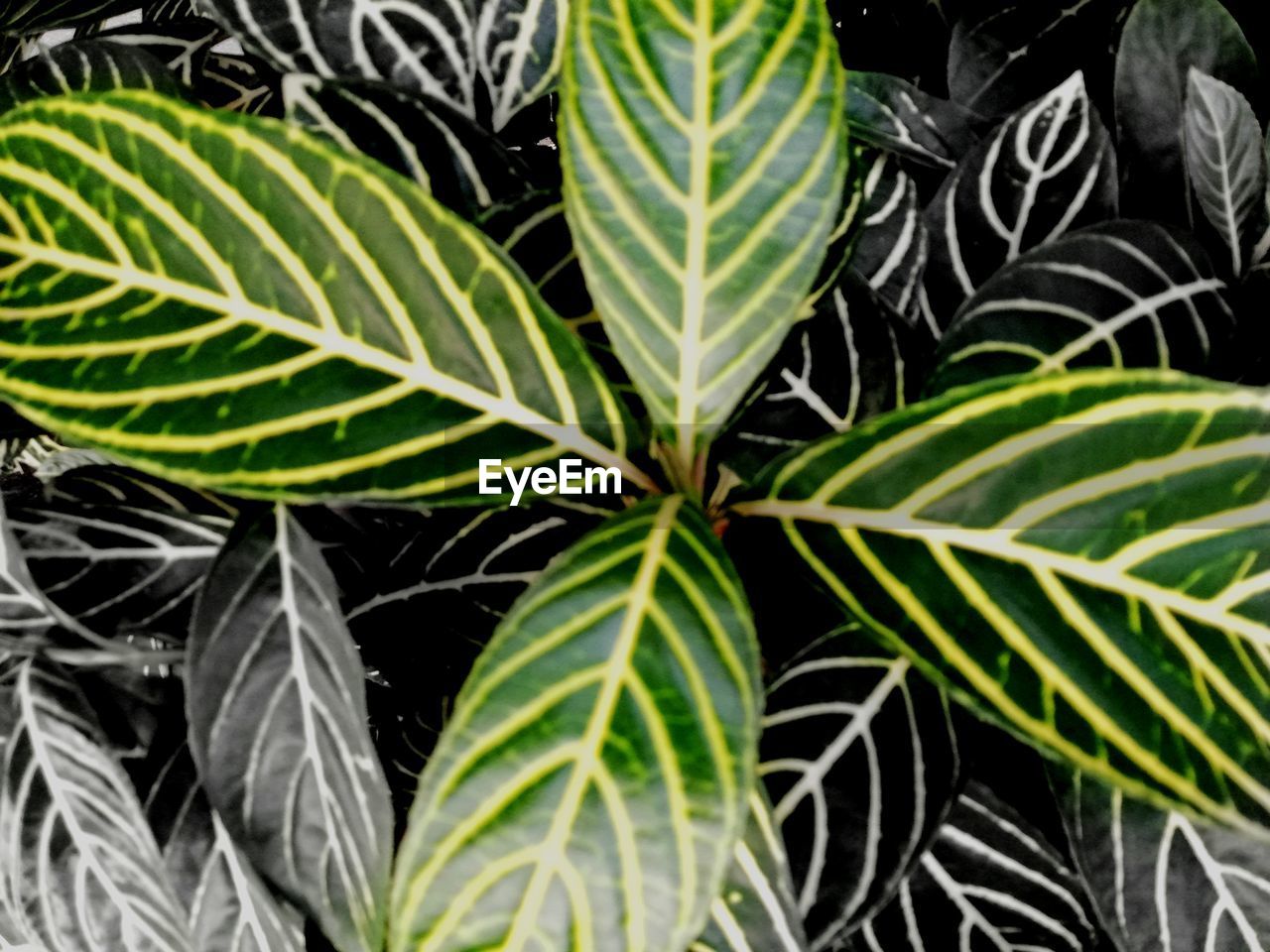 CLOSE-UP OF LEAVES