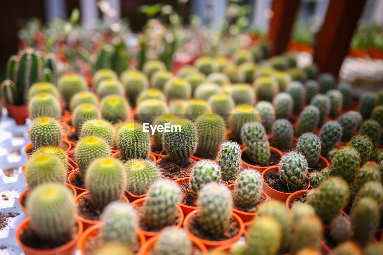 CLOSE-UP OF SUCCULENT CACTUS PLANT