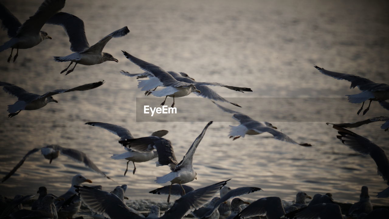 Flock of seagulls flying at the beach