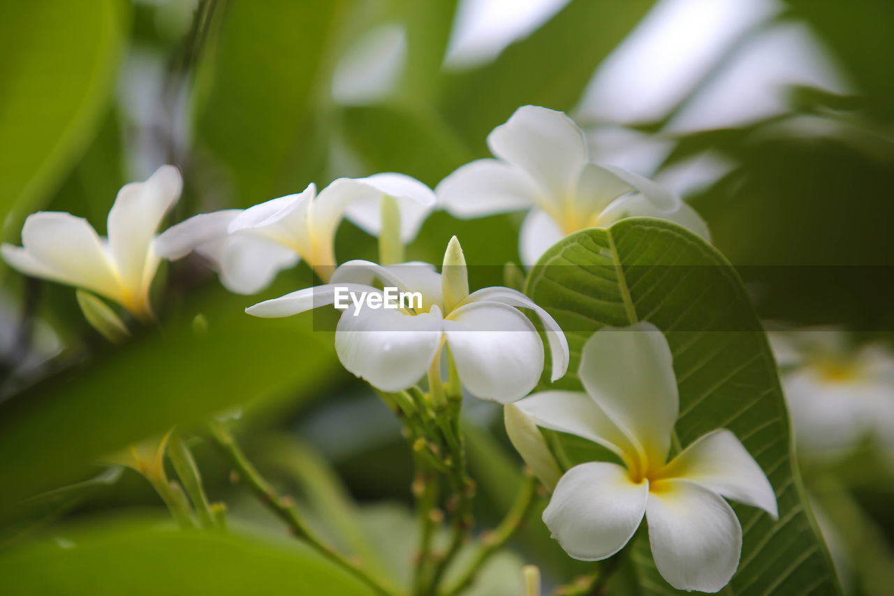 CLOSE-UP OF WHITE FRANGIPANI FLOWERS