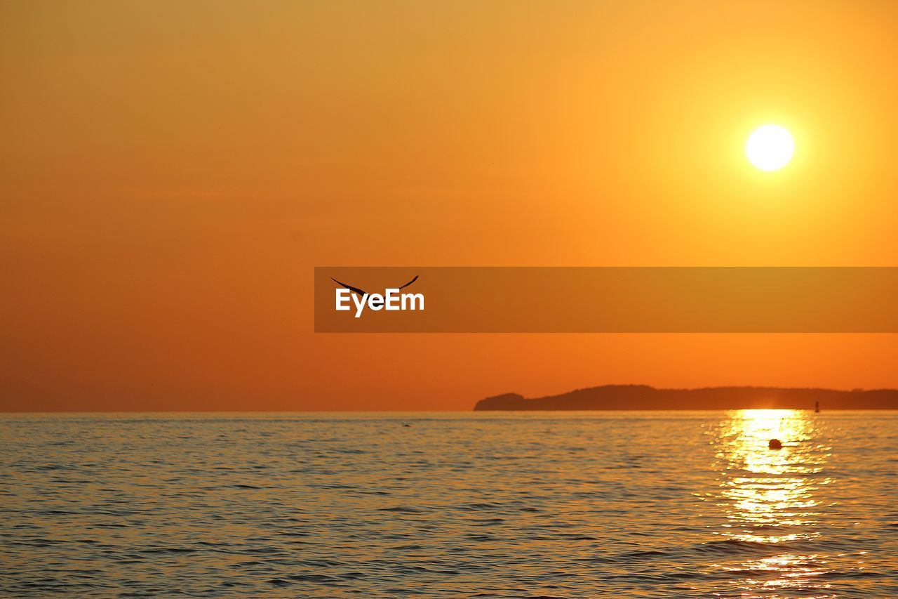 SILHOUETTE BIRD FLYING OVER SEA DURING SUNSET