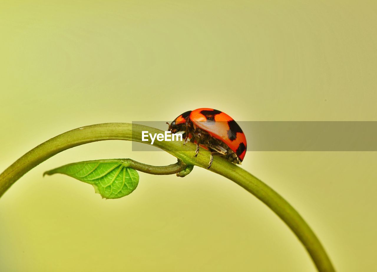 Close-up of ladybug on plant against colored background
