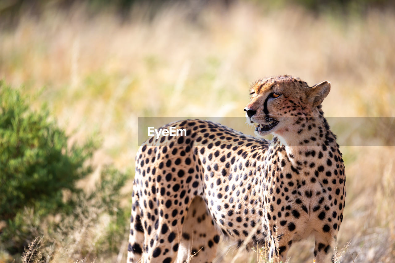 A cheetah in the grass in the savannah