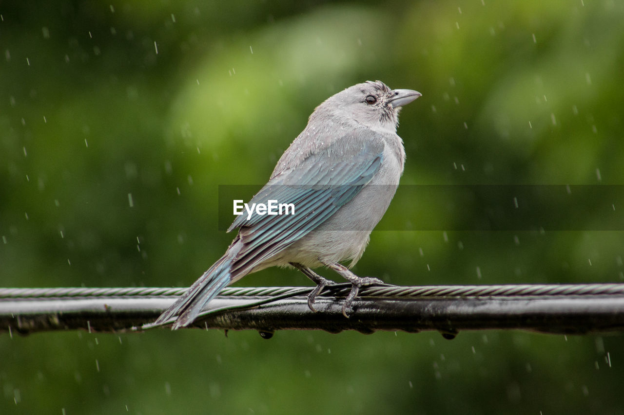 Close-up of bird perching on wire during rainy season