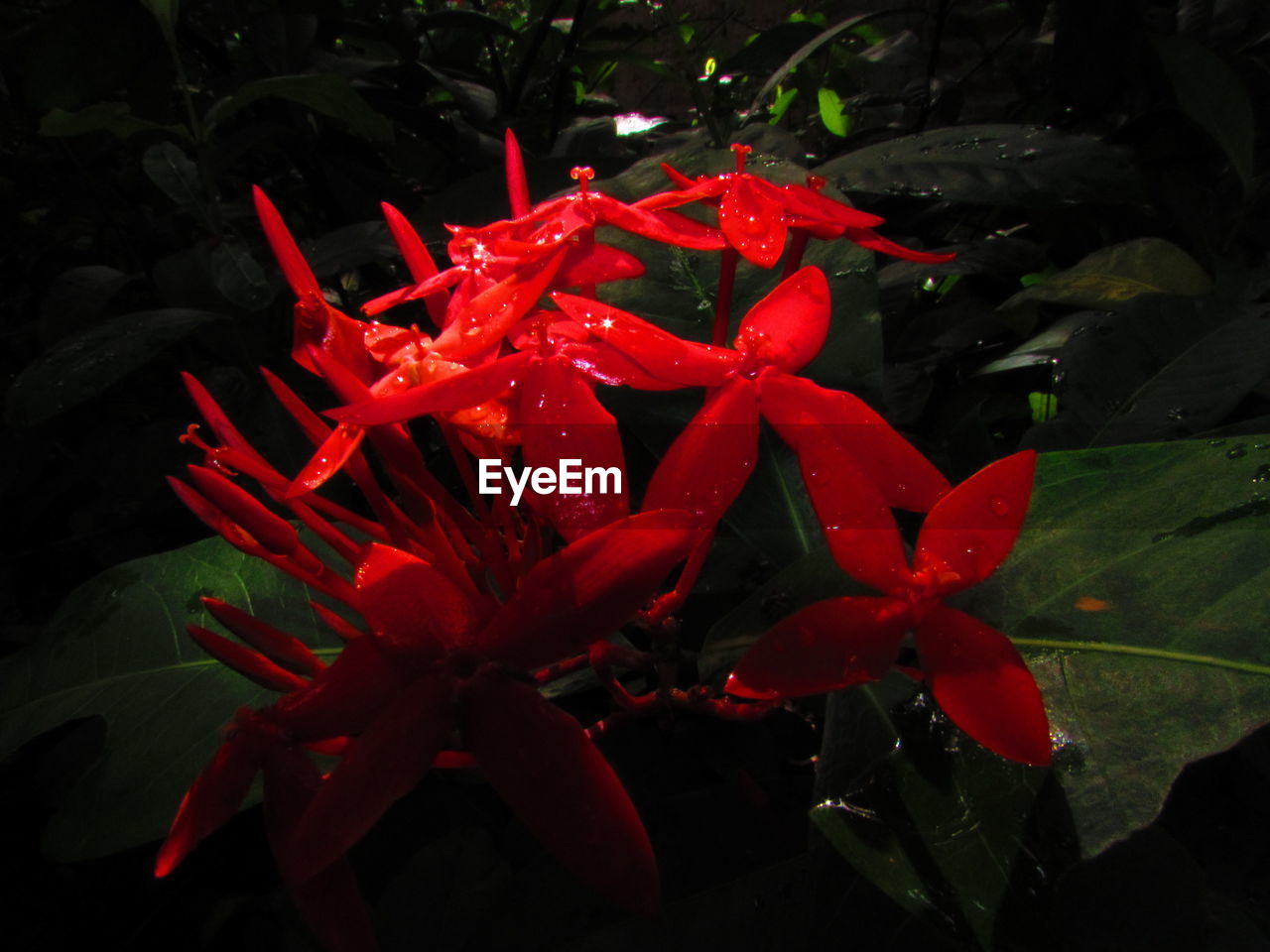 CLOSE-UP OF WET RED FLOWER