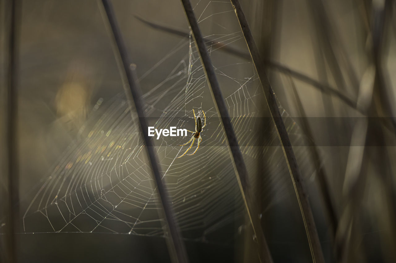 Close-up on a spider in its web illuminated by the evening sun.