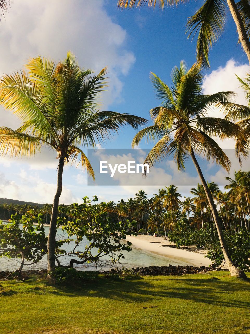 Scenic view of palm trees against sky in dominican republic