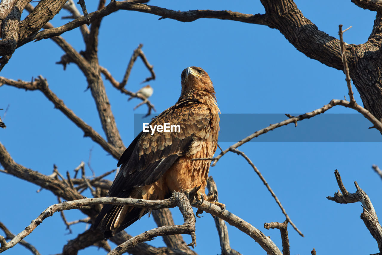 Low angle view of hawk perching on tree against sky