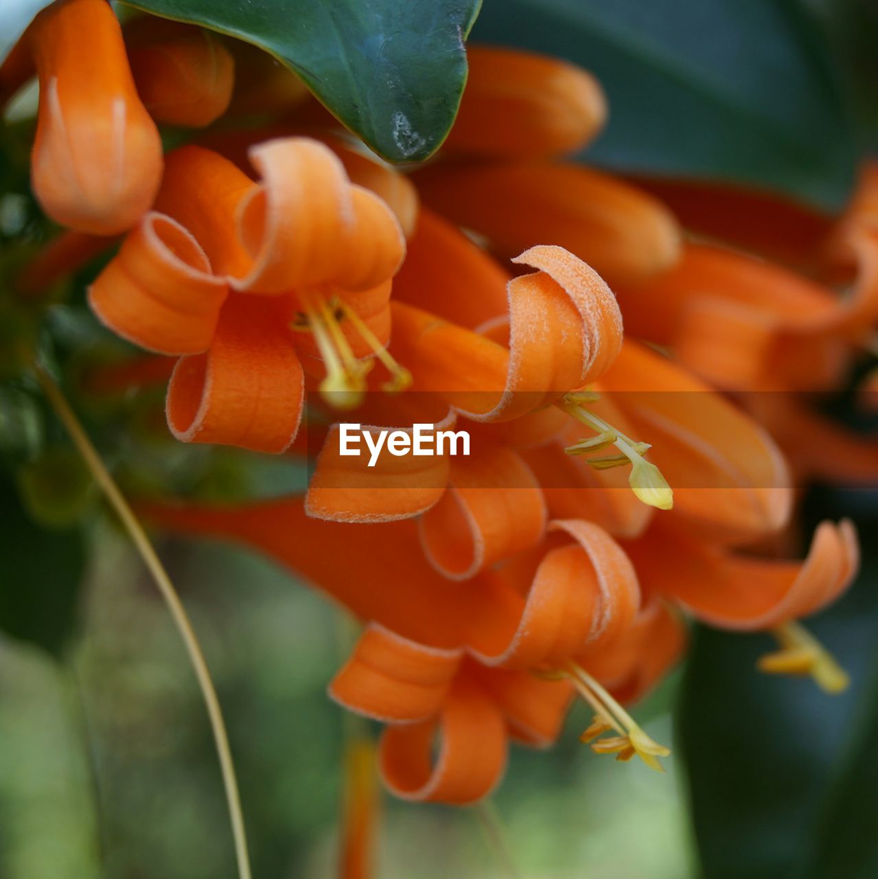 Close-up of orange flowers