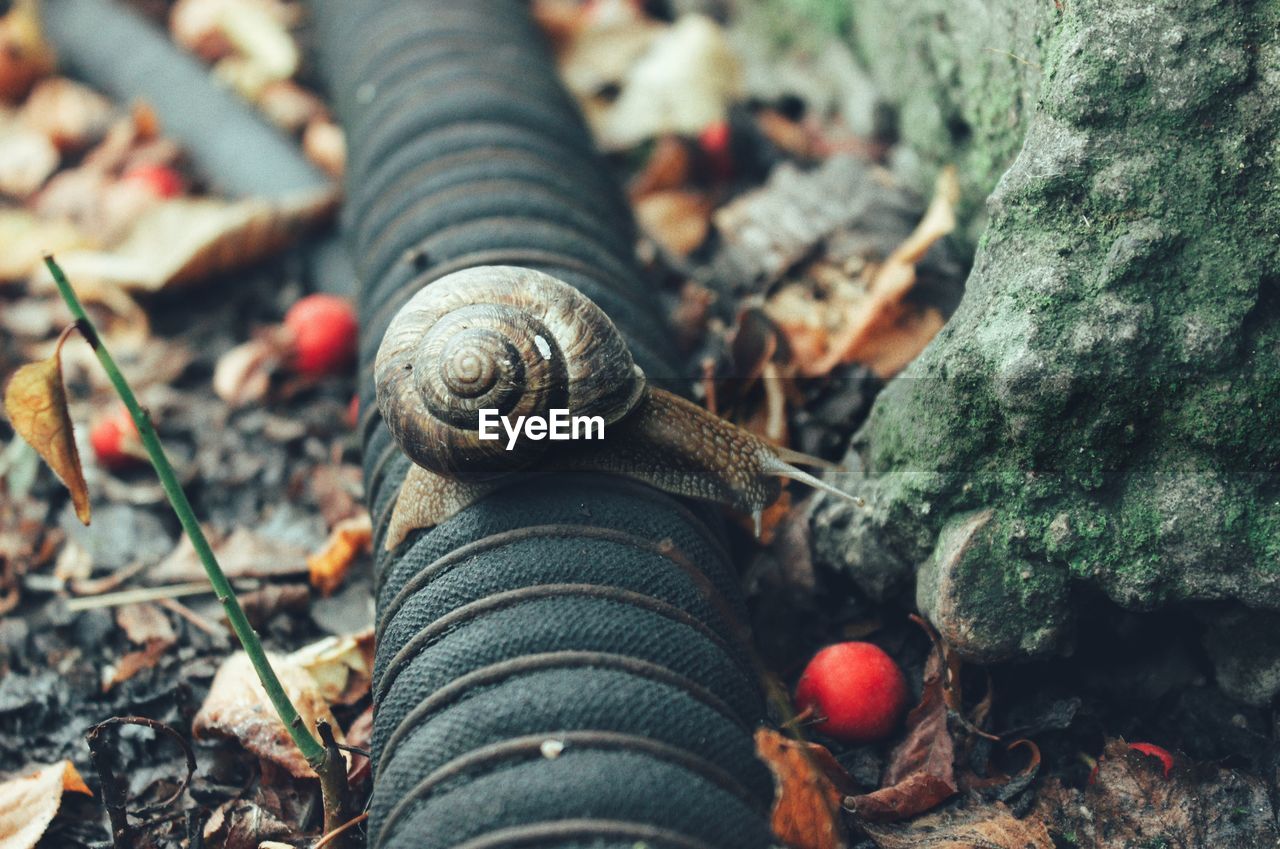 Close-up of a garden snail crawling through the hose pipe