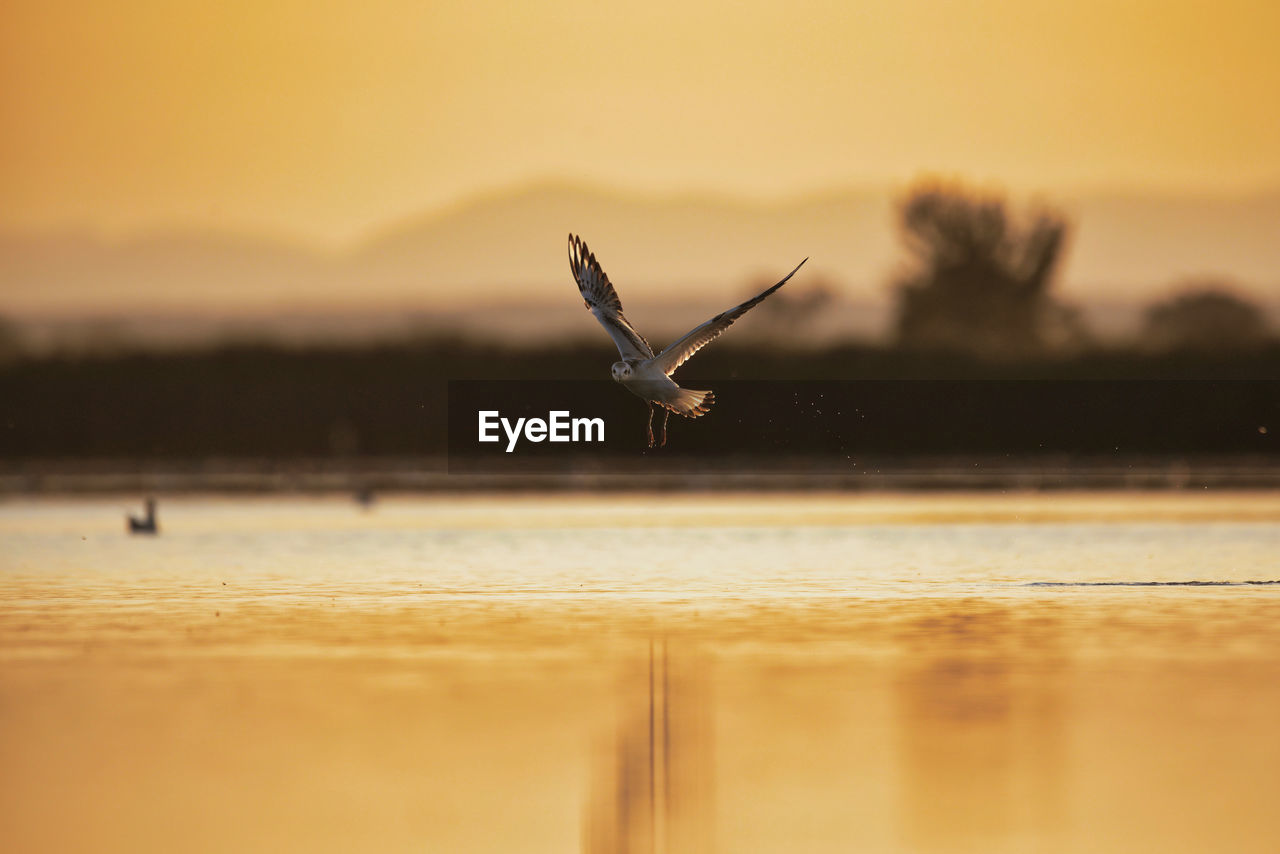 Bird flying over sea against sky during sunset